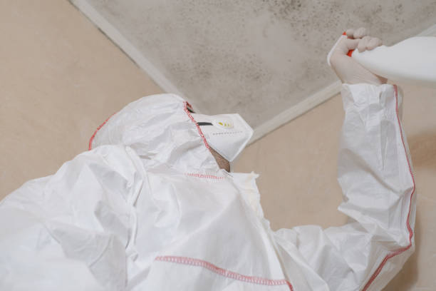 Best Mold Removal Company Near Me  in Layton, UT