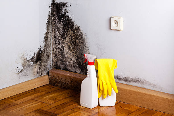 Mold Removal and Inspection in Layton, UT